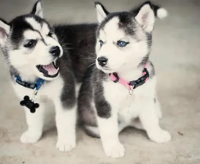 Perros: 6 Fotos super tiernas de cachorritos