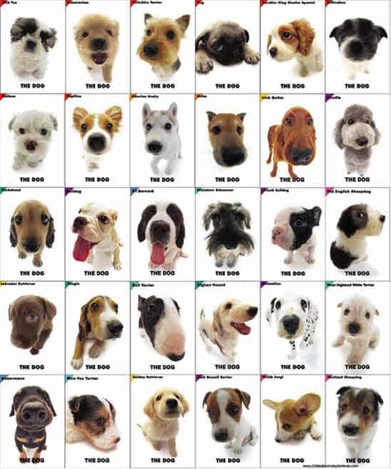 Te gustan los animales? Info y cuidados para las mascotas ! - Taringa! Te gustan los animales? Info y cuidados para las mascotas ! - Taringa!