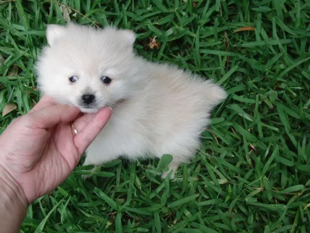 Perros mini razas - Imagui