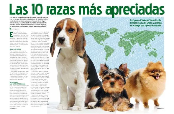 Número de revista Perros y Compañía Especial - Grupo V