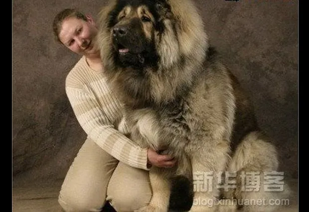 Los perros más grandes del mundo: 10 fotos de estos "gigantes ...