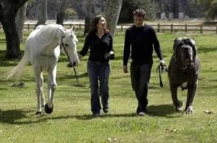 Los perros más grandes del mundo (Imágenes) ¿en verdad son reales ... Los perros más grandes del mundo (Imágenes) ¿en verdad son reales ...
