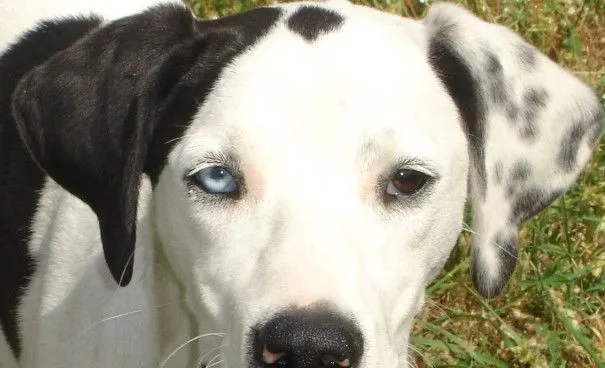 Perros con ojos de distintos colores