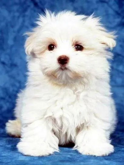 El Perro Saludable: Raza de perros: Bichon Maltés