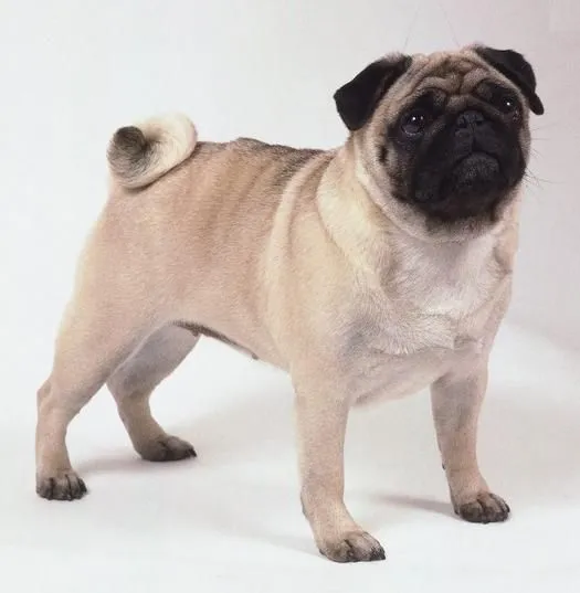 El Perro Saludable: Razas de perros: Pug