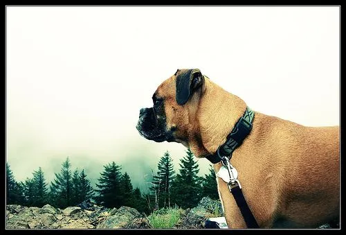 perros en paisajes | fotos de perros