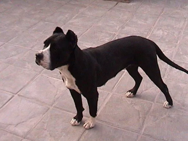 Perros Pampa: Perros Pampa Cruza de Dogo Argentino con Pitbull