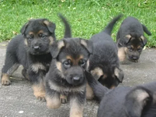 Se vende cachorros pastor aleman - San José, Costa Rica - Animales ...