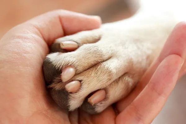 Perros a la pata coja | Perros y Gatos Sanos Perros a la pata coja | Perros y Gatos Sanos