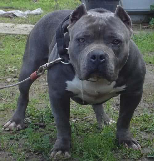 lo perros de pelea exelentes compañeros: noviembre 2011 lo perros de pelea exelentes compañeros: noviembre 2011