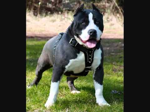 LOS PERROS MAS PELIGROSOS DEL MUNDO - YouTube