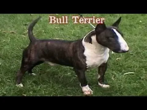 Los perros más peligrosos del mundo - YouTube