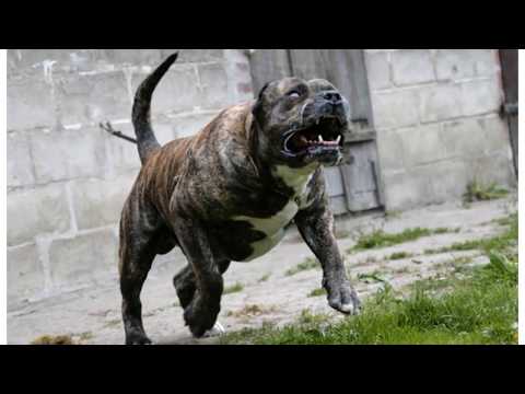 Perros más Peligrosos .Top10 Biggest Guard Dogs in the World ...