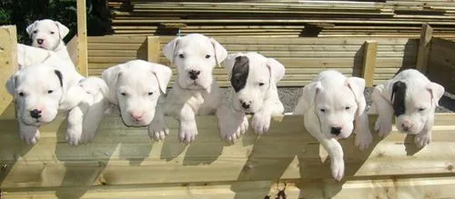 perros pequeños | Adiestrar Perros Barcelona – Blog perros pequeños | Adiestrar Perros Barcelona – Blog