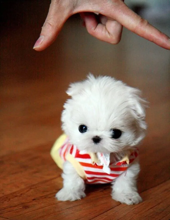 Perros pequeños y muy adorables que te romperán el corazon Perros pequeños y muy adorables que te romperán el corazon