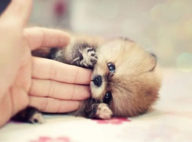 Perros pequeños y muy adorables que te romperán el corazon