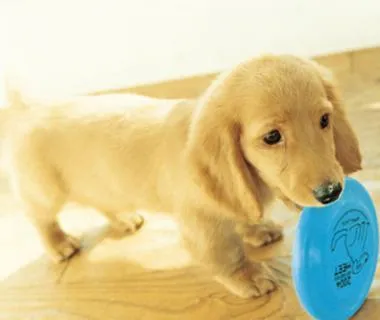 Accesorios necesarios para tu perr@. | Consejos Mascotas Accesorios necesarios para tu perr@. | Consejos Mascotas