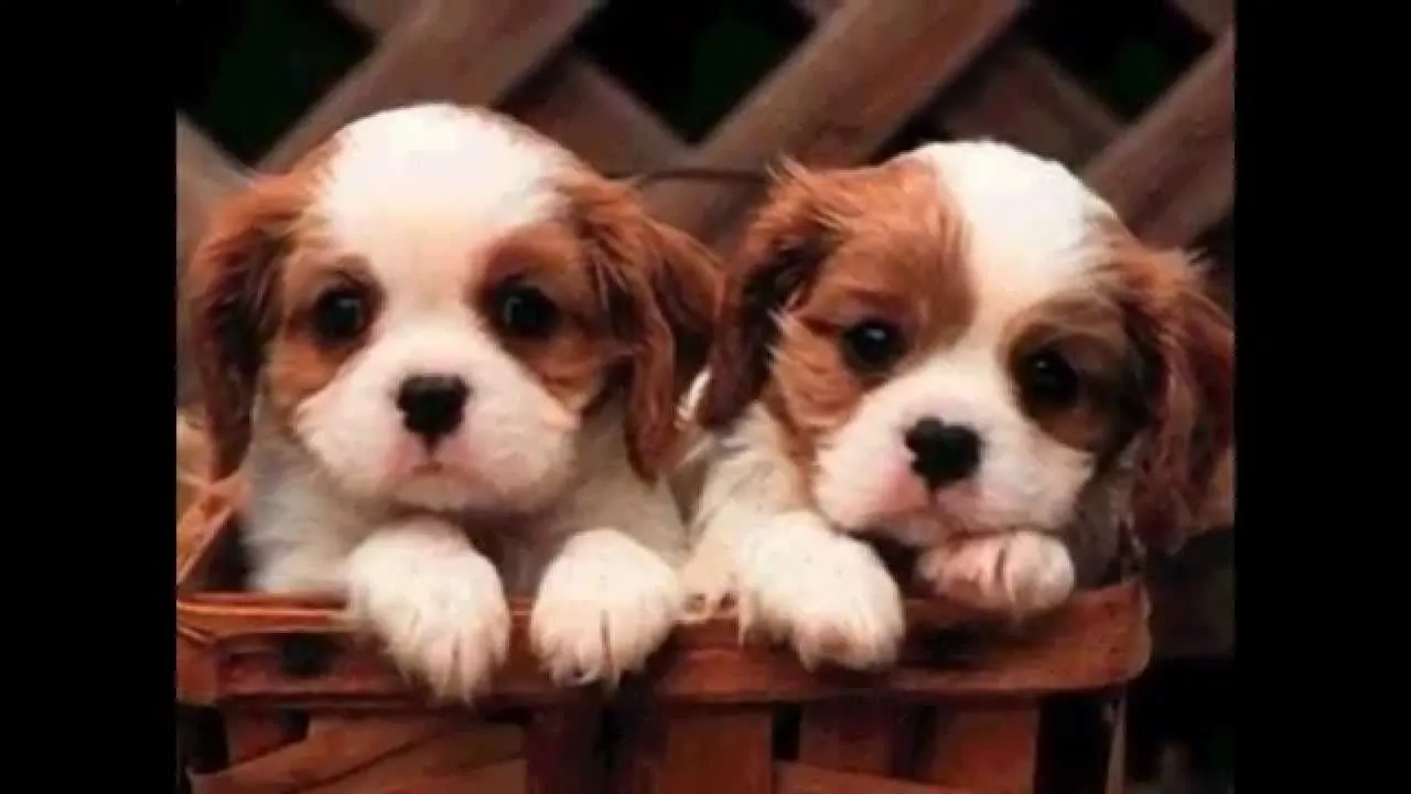 Los perros más pequeños y lindos del mundo - YouTube Los perros más pequeños y lindos del mundo - YouTube