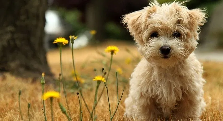 Los perros más pequeños del mundo