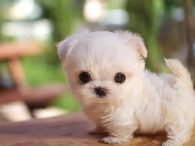 Los Perros Más Pequeños Que Puedes Imaginar…Bolitas De Ternura Del ...