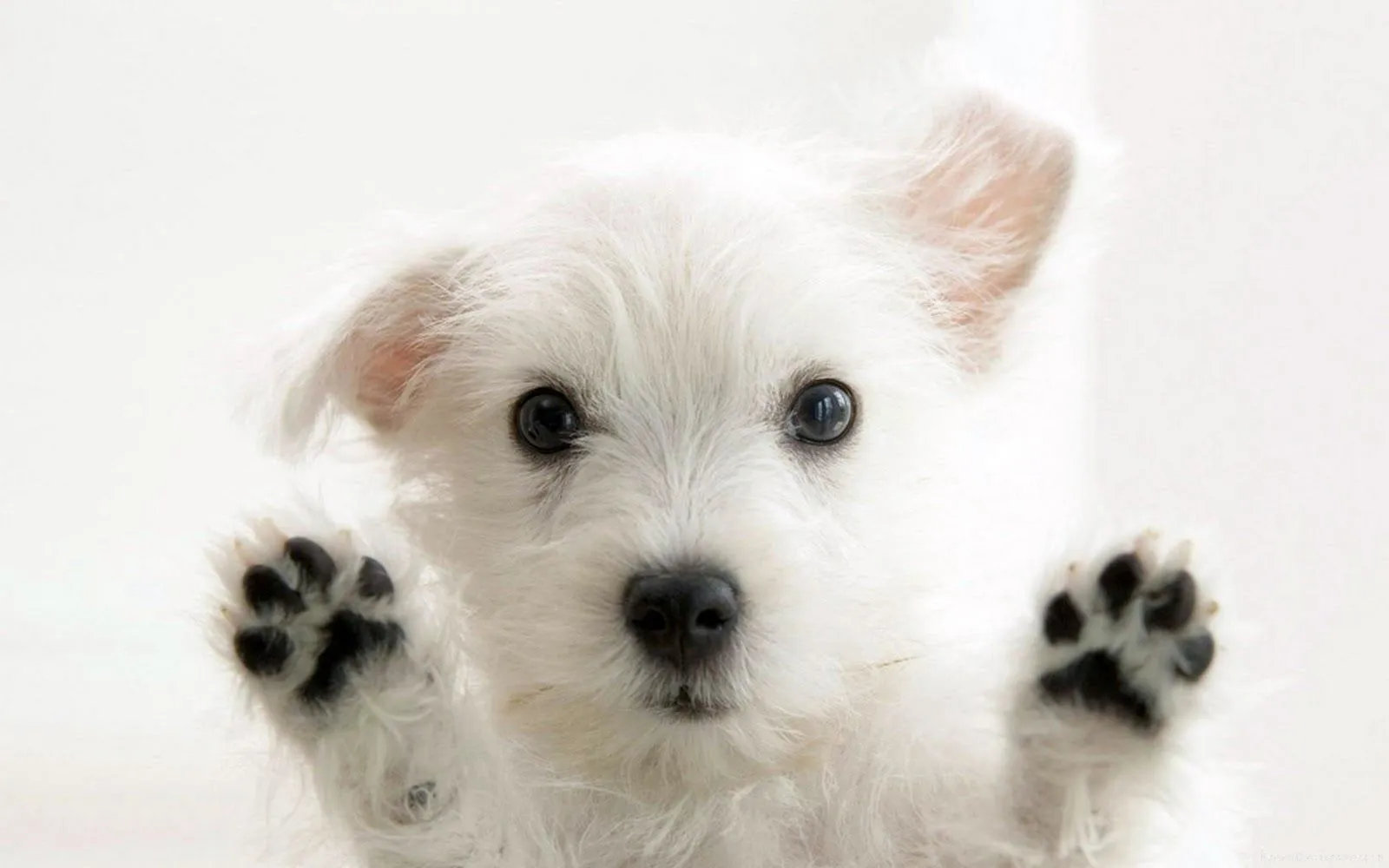 Perros y Perritos Wallpapers HD - PROTECTORES DE PANTALLA HD Perros y Perritos Wallpapers HD - PROTECTORES DE PANTALLA HD