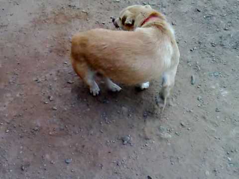 Por que los perros se persiguen la cola? - Taringa! Por que los perros se persiguen la cola? - Taringa!