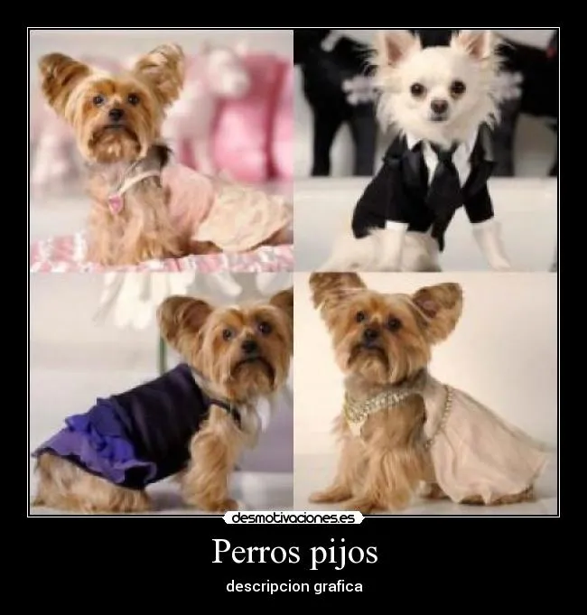 Perros pijos | Desmotivaciones