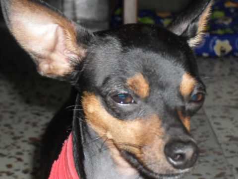 perros pincher - YouTube