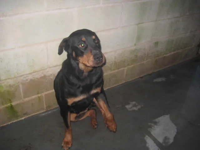 Perros pitbull en adopcion - Imagui
