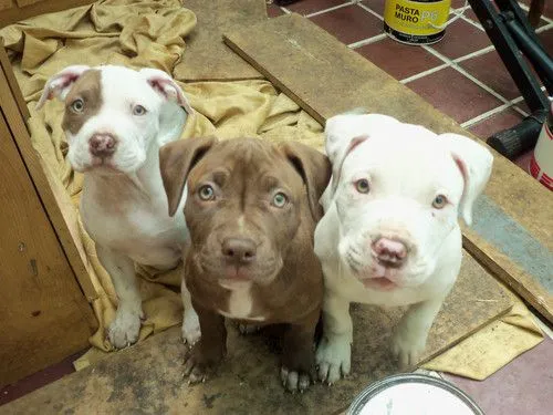 Perros Pitbull Cachorros [55 Fotos] | RazaPitbull.com