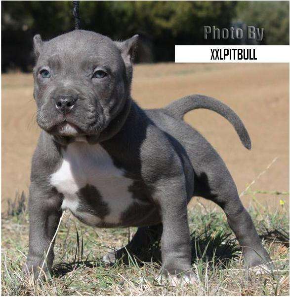 Perros Pitbull Cachorros [55 Fotos] | RazaPitbull.com