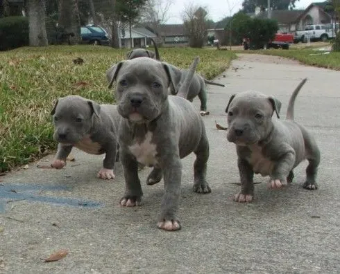 Perros Pitbull Cachorros [55 Fotos] | RazaPitbull.com