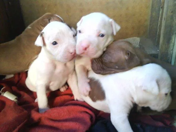 Perros Pitbull Cachorros [55 Fotos] | RazaPitbull.com