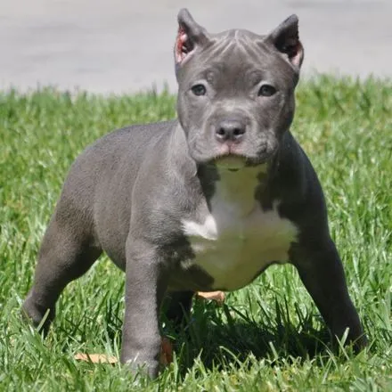 Perros Pitbull Cachorros [55 Fotos] | RazaPitbull.com