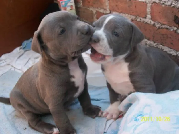 Perros Pitbull Cachorros [55 Fotos] | RazaPitbull.com