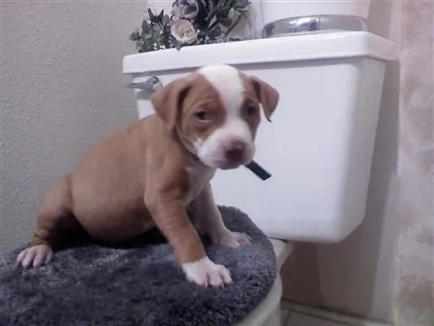 Perros Pitbull Cachorros [55 Fotos] | RazaPitbull.com