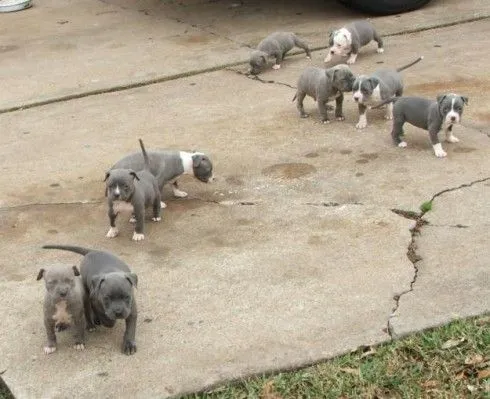 Perros Pitbull Cachorros [55 Fotos] | RazaPitbull.com