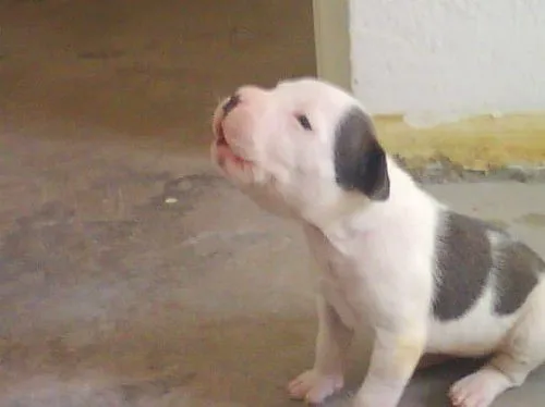 Perros Pitbull Cachorros [55 Fotos] | RazaPitbull.com