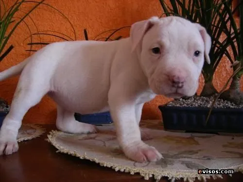 Perros Pitbull Cachorros [55 Fotos] | RazaPitbull.com