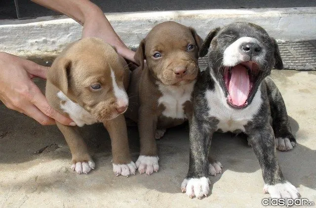 Perros Pitbull Cachorros [55 Fotos] | RazaPitbull.com