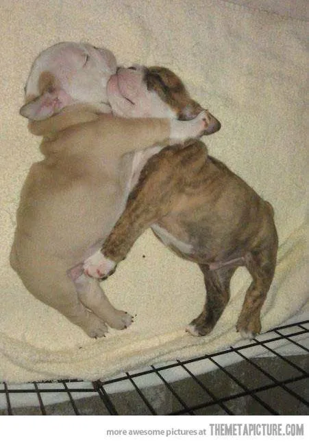 Perros Pitbull Cachorros [55 Fotos] | RazaPitbull.com