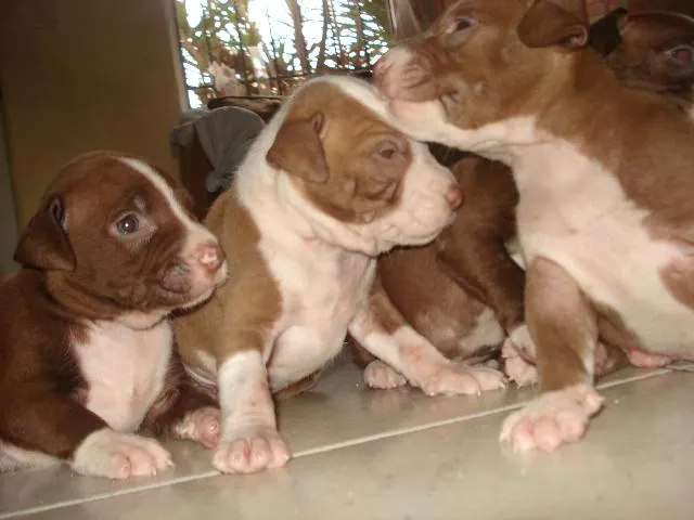 Perros pitbull cafe con blanco - Imagui