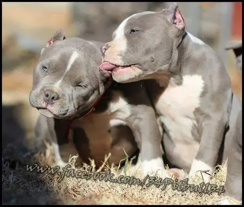 Perros pitbull chidos - Imagui