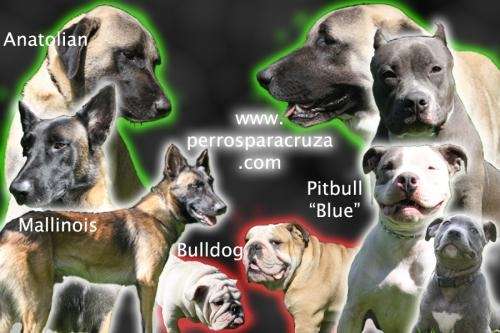 Fotos de perros para cruza monterrey, mallinois, bulldog ...