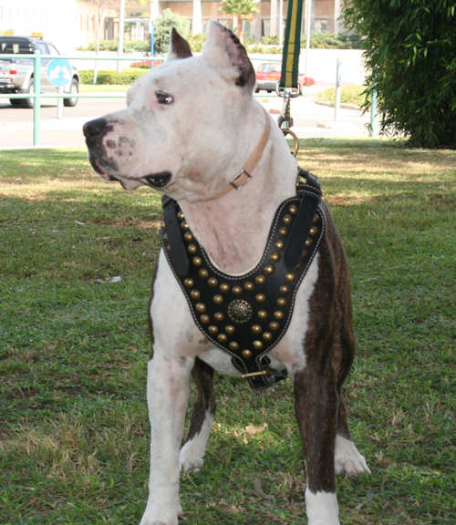 Perros pitbull: Formas para poner musculoso a un pitbull