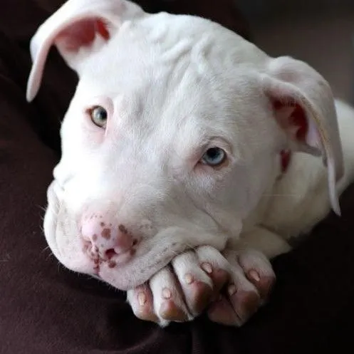 perros pitbull: imágenes de pitbull