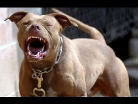 PERROS PITBULL LADRANDO VIDEO GRACIOSO - YouTube PERROS PITBULL LADRANDO VIDEO GRACIOSO - YouTube