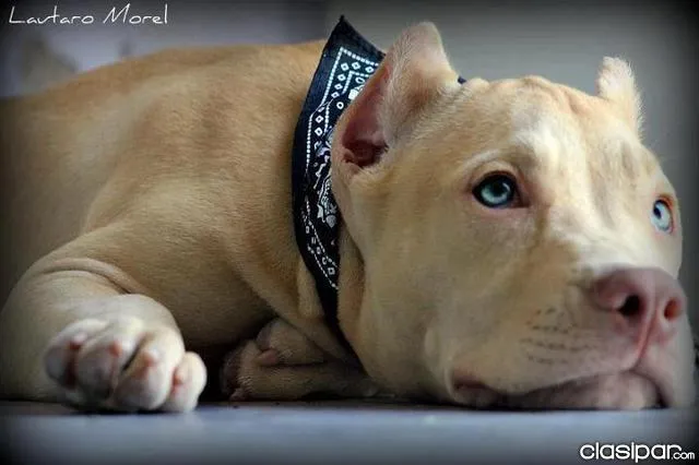Pitbull de ojos azules - Imagui