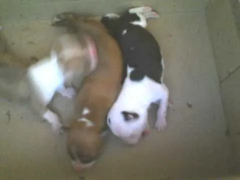 Perros Pitbull Recien Nacidos. - YouTube