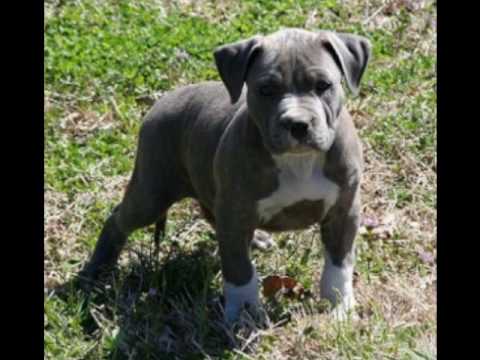 perros pitbull 2 - YouTube